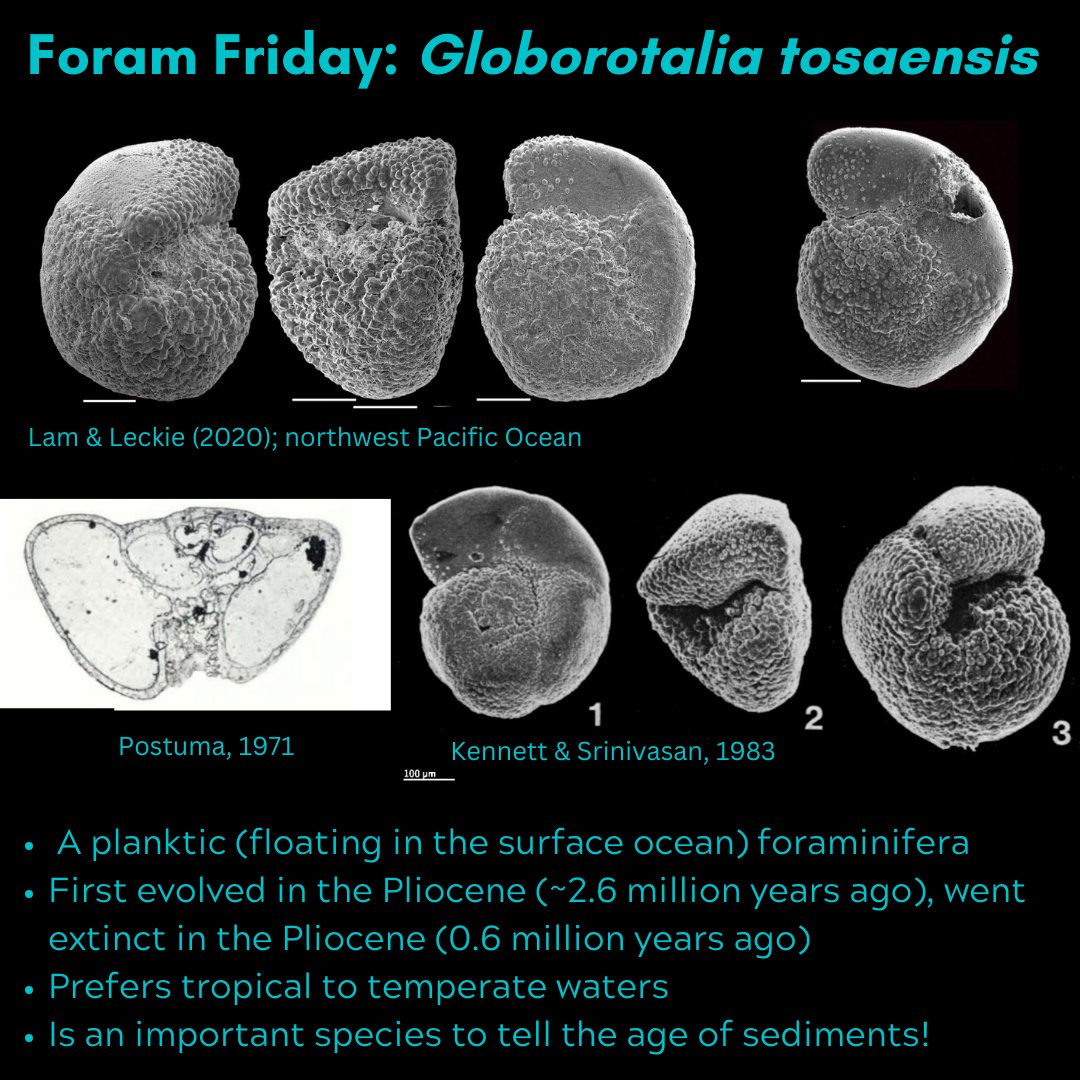 #ForamFriday with Globorotalia tosaensis! This species of planktic #foraminifera lived from about 2.6 to 0.6 million years ago, and preferred tropical to subtropical waters. G. tosaensis is important in biostratigraphy, using fossils to tell the age of #sediments!