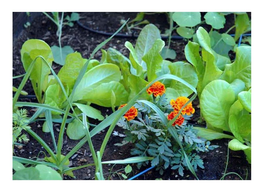 prohuerta's tweet photo. #Recomendaciones para la huerta de verano 4️⃣

Para la aparición de plagas te recomendamos instalar plantas “insectarias” que proporcionan alimento y refugio a los enemigos naturales, y alojan a polinizadores que ayudan a mejorar el cuaje.

¡Conoce más! 👉🏽 https://t.co/7fioa2GvGq https://t.co/SVHKHLuTWI