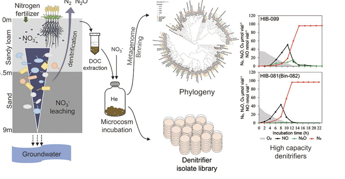 msmjetten's tweet photo. Genome-Resolved Metagenomics and #Denitrifying Strain Isolation Reveal New Insights into Microbial Denitrification in the Deep Vadose Zone
https://t.co/jui3ZGs6bX https://t.co/YQINXPK9M8