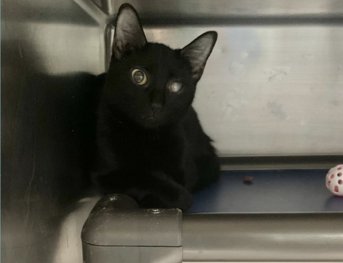 🆘🆘 for poor Pluto 8 months 😡 🆘🆘

New on Emergency Placement List 🔥🔥🔥

Pluto came from a HOARDING CASE OF 80+ CATS 💔💔

At ACC Pluto is very nervous💔😿🙏

Please Rt or pledge if you can to save his life 🙏😿 Thank you

nycacc.app/#/browse/188967