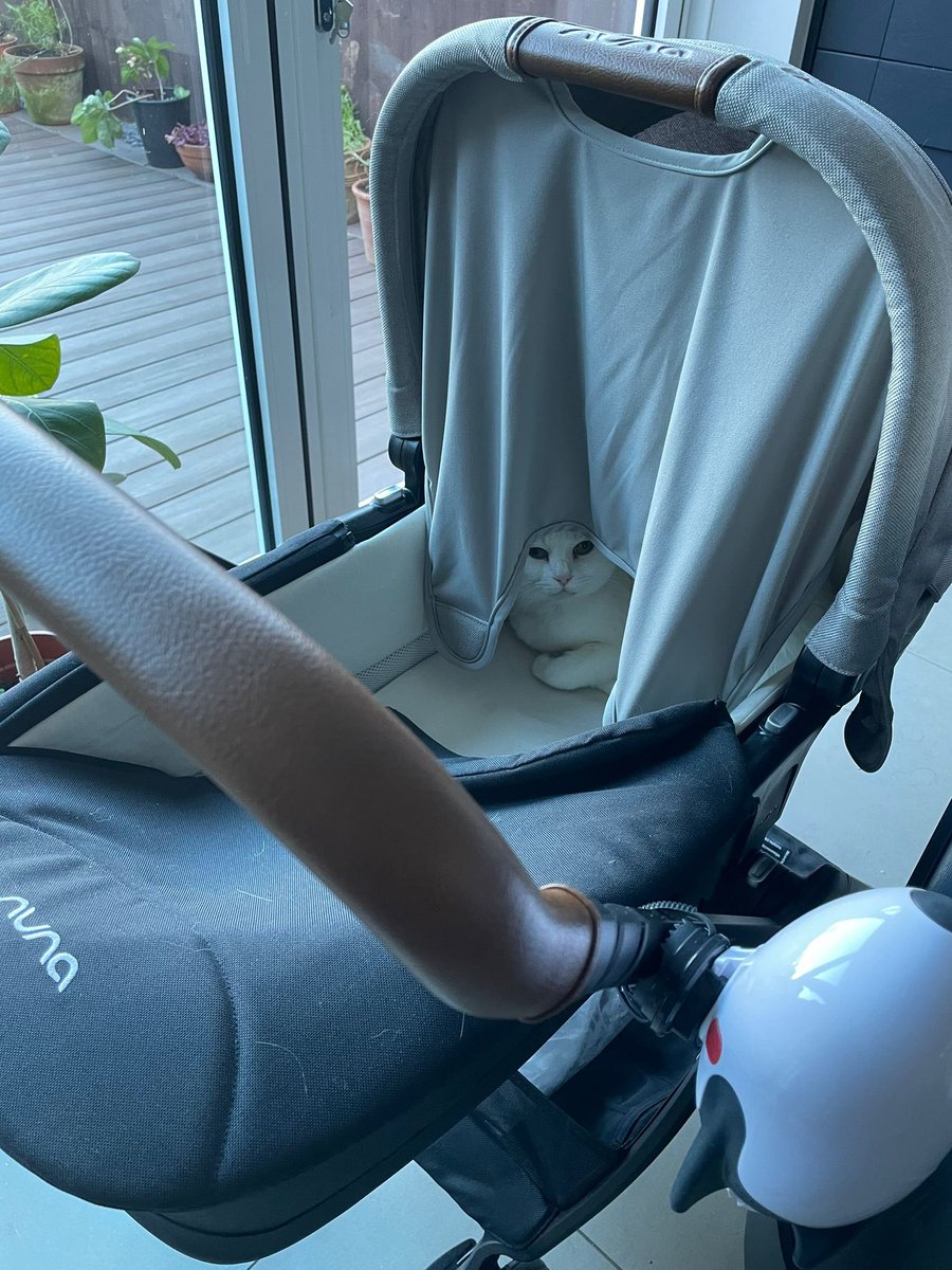 Shaun Walsh tweet media