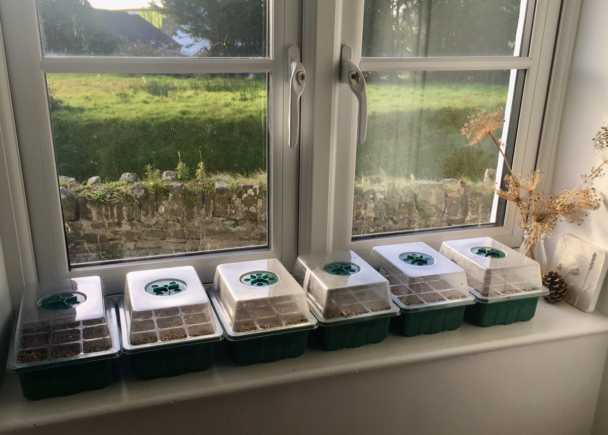 keithtesterliv1's tweet image. The first sowings here at The Devon Patch, all onions as they don’t tend to get seed heads like sets quite often do. 
Varieties are Brunswick Reds, Exhibition and Alisa Craig.
#onionseeds #propagator