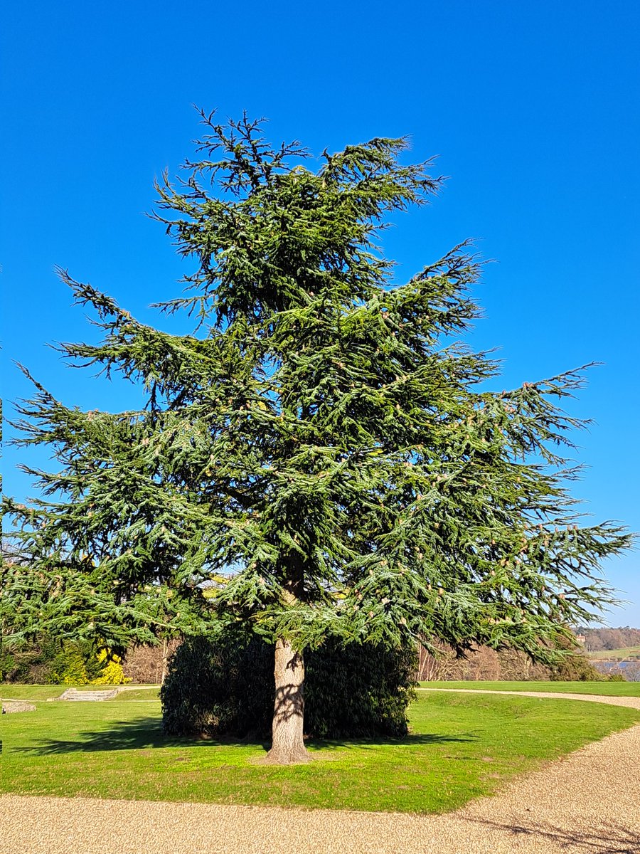 Glen the IHS Groundsman tweet media