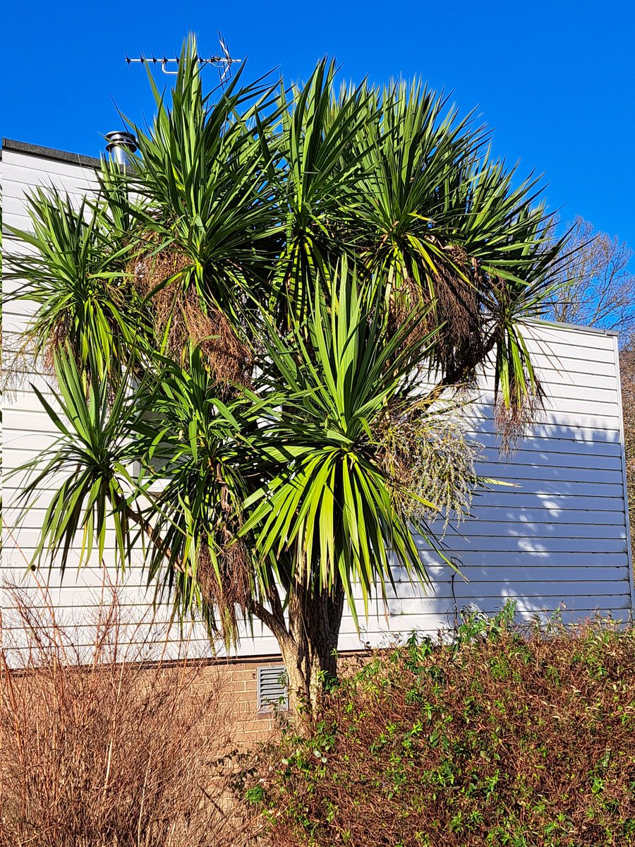 Glen the IHS Groundsman tweet media