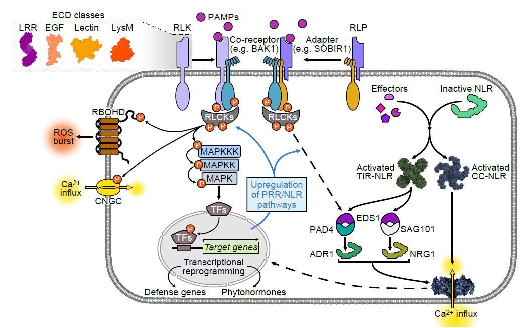 The Plant Cell tweet media