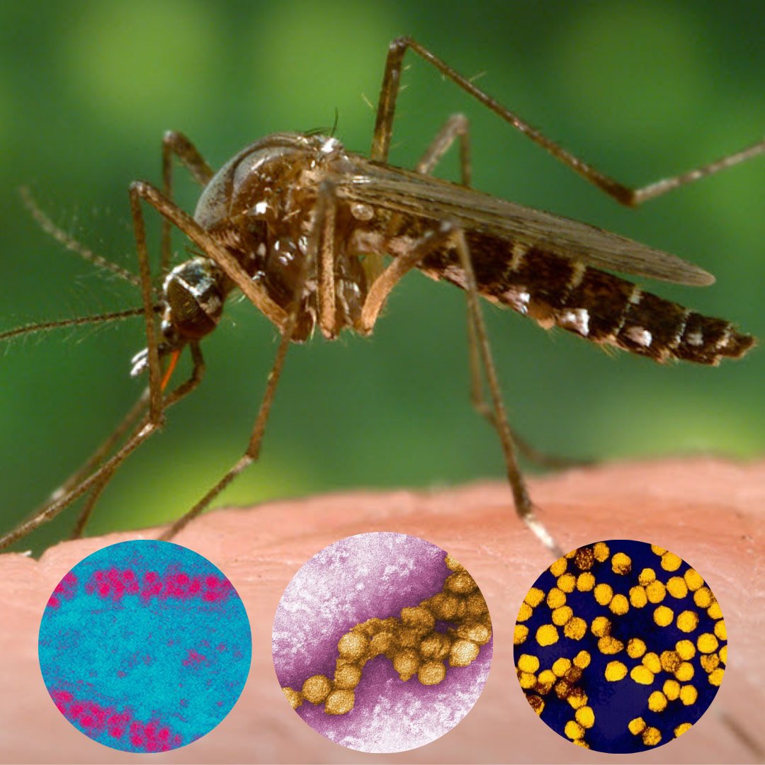 Do you know what a ‘flavivirus’ is? They are single stranded RNA viruses carried primarily by arthropods (like mosquitoes and ticks) that cause illness in humans. Flaviviruses are found around the world and infect up to 400 million people each year. 
Continued in comments!👇