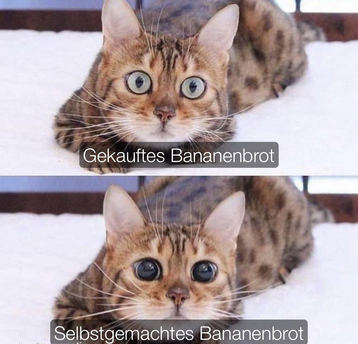 Schaut auf unserem Instagram-Kanal vorbei, um das leckerste und einfachste Bananenbrotrezept nachzumachen! 🍌😋

instagram.com/p/C2j9kFWtW6_/…