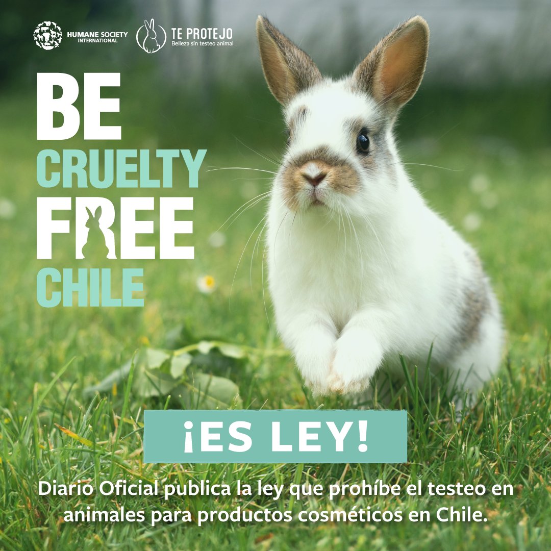 Estamos felices! 🥹 La ley n° 21.646 impulsada por ONG Te Protejo, fue publicada en el Diario Oficial de la República este 26 de enero, posicionando a Chile como el cuarto país en América Latina en legislar en esta materia 🐇🐁. #LeyTesteoAnimal #BeCrueltyFree  @HSIGlobal