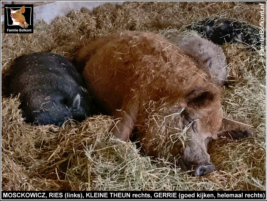 FamilieBofkont's tweet photo. MOSZKOWICZ

'Beetje brommen, beetje knorren, er valt altijd wel wat te roddelen. Want die jeugd van tegenwoordig...'

Lees verder:
https://t.co/kSLjqxhOPQ

#varken #wolvarken #vlees #gered #gedumpt #jeugd https://t.co/QKWZjMn7PU