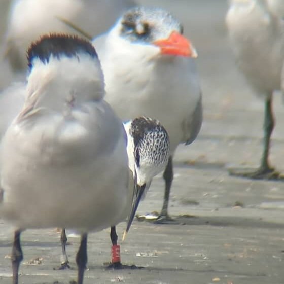 A H5N1 survivor! Sandwich Tern, Thalasseus sandvicensis, Red J43, ringed as a juvenile in the Netherlands. Blood tested at the time it was heavily infected with Avian flu H5N1 but producing antibodies. Found by Emmanuel Jatta at Kartong beach. An amazing record. #H5N1 #avianflu