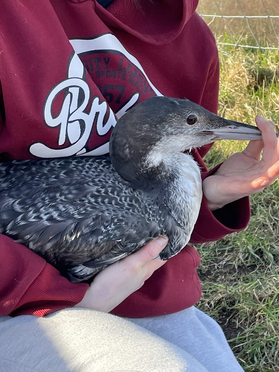 Phil Espin tweet media