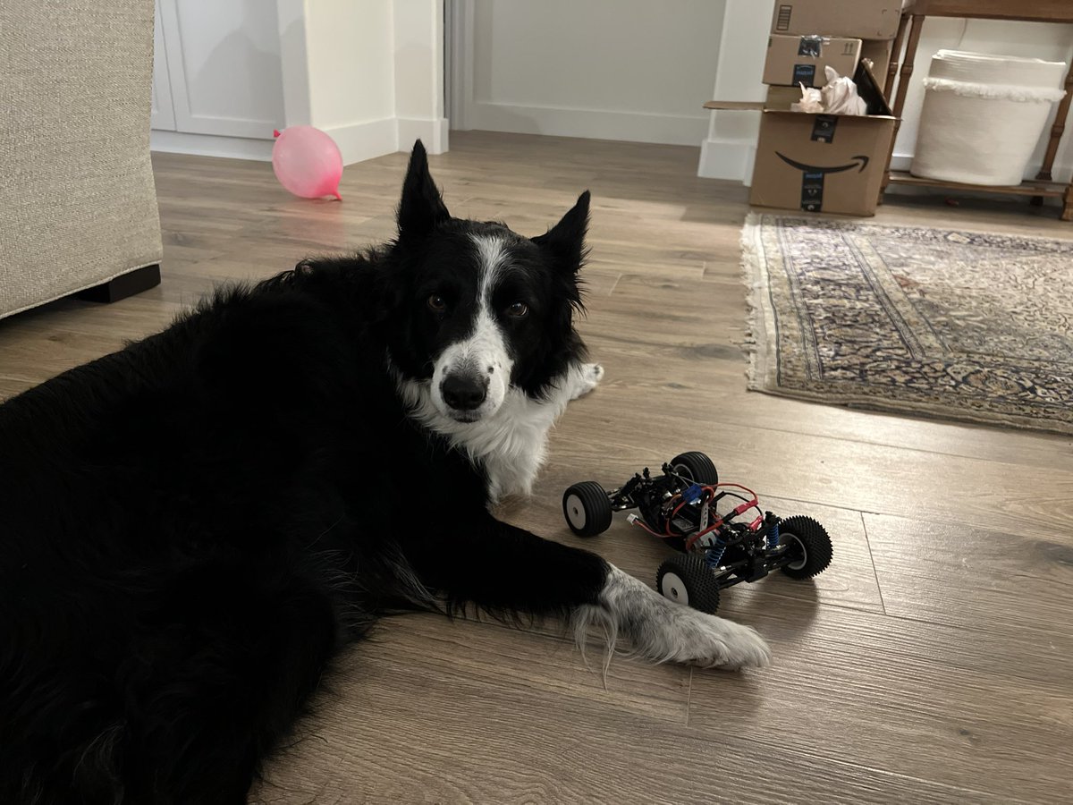 Cameron_PRSM's tweet photo. @pfersht Border Collies have evolved too, they’re quite good at herding autonomous bots. Now if only they had opposable thumbs so they could herd all the digital workers…. https://t.co/5xE7drsZk8