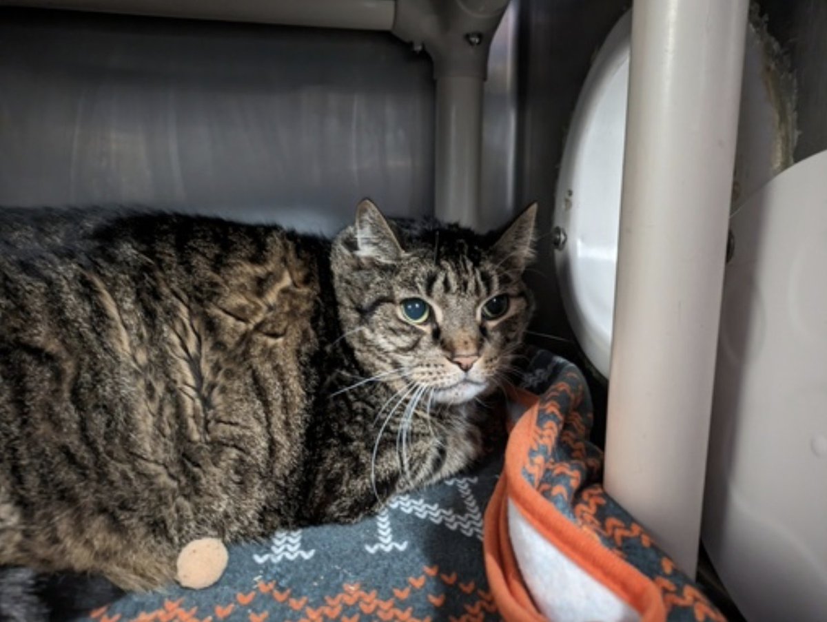 🆘🆘 for Pushkin 11 yo 🆘🆘 Urgent 🔥 Pushkinz is a very large cat who is not comfortable in the shelter 🆘🆘🆘 He's going to need some love and assistance on his weigh loss journey. He was surrendered as owner became homeless💔😿🚨🚨🚨🚨🚨🚨🚨🚨🚨 Please RT or pledge if you