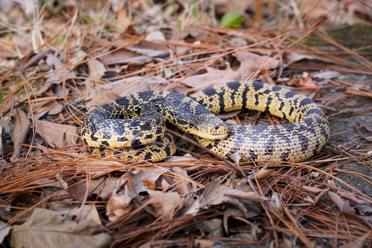 MemphisZoo's tweet photo. Fun Fact Friday! A Louisana pine snake's hiss is bigger than its bite. #memphiszoo #zoo #snake #pinesnake #louisianapinesnake #funfactfriday https://t.co/jKUeZugEF4