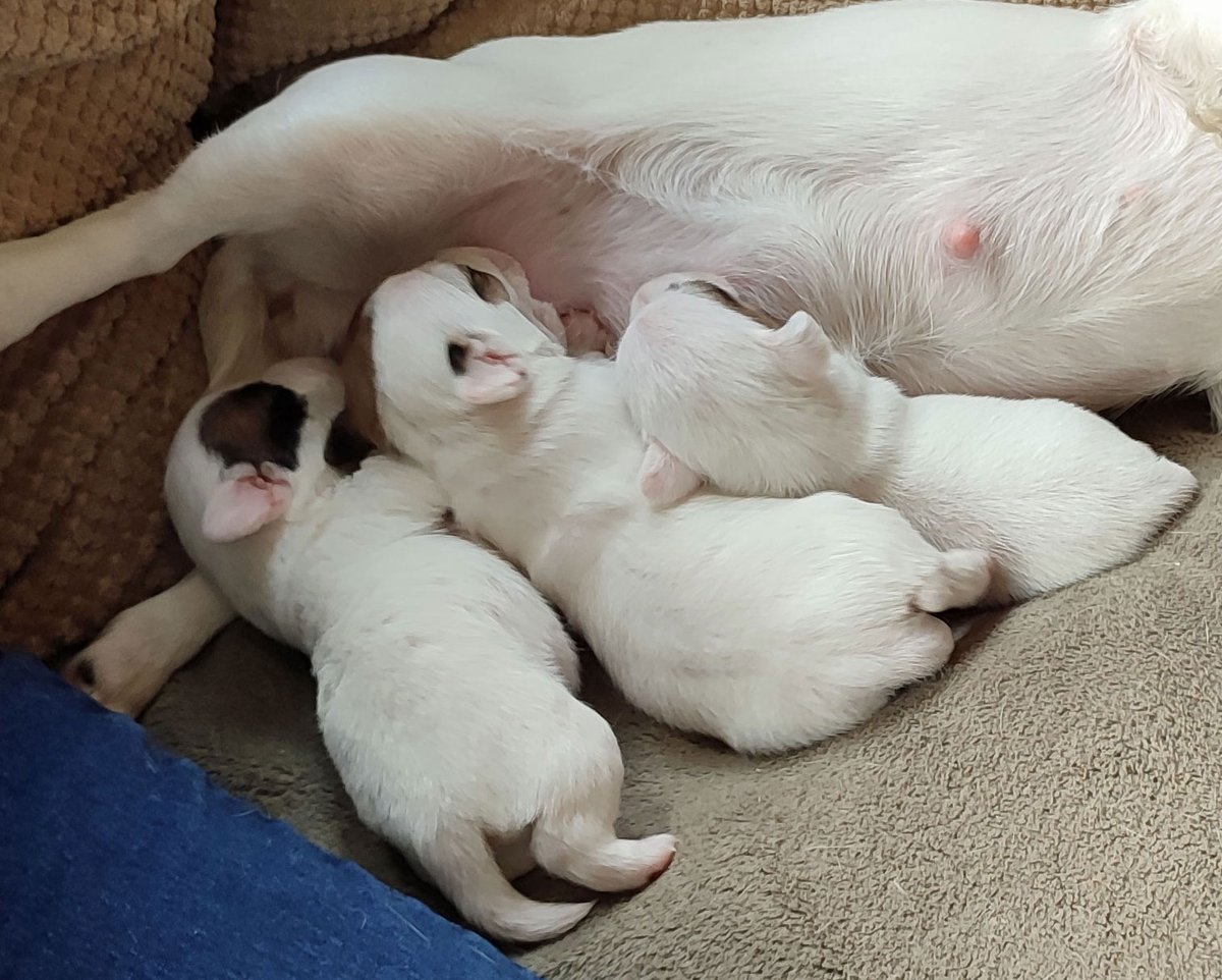 The Adorable Puppies Challenge.
I entered these pictures and got to Elite Level. 
#photography #GuruShots #puppies #jackrussell
#adorablepuppies