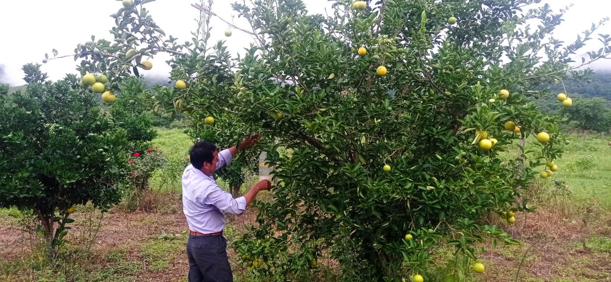 SenasagBolivia's tweet photo. #Chuquisaca
🇧🇴⚙️SENASAG, a través del Proyecto #FrutasNacionales, realizó taller de capacitación sobre la #Mosca_de_la_Fruta y la instalación de trampas para disminuir la incidencia y prevenir daño en los cítricos, en el Municipio de #Culpina, del departamento de Chuquisaca. https://t.co/Rkr2Yauotb