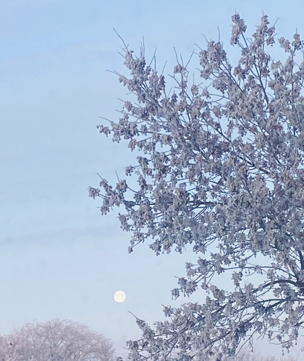 su_pz26's tweet photo. The amazing full moon 🌕 this morning #anotherpic https://t.co/MP4rHqtBS3
