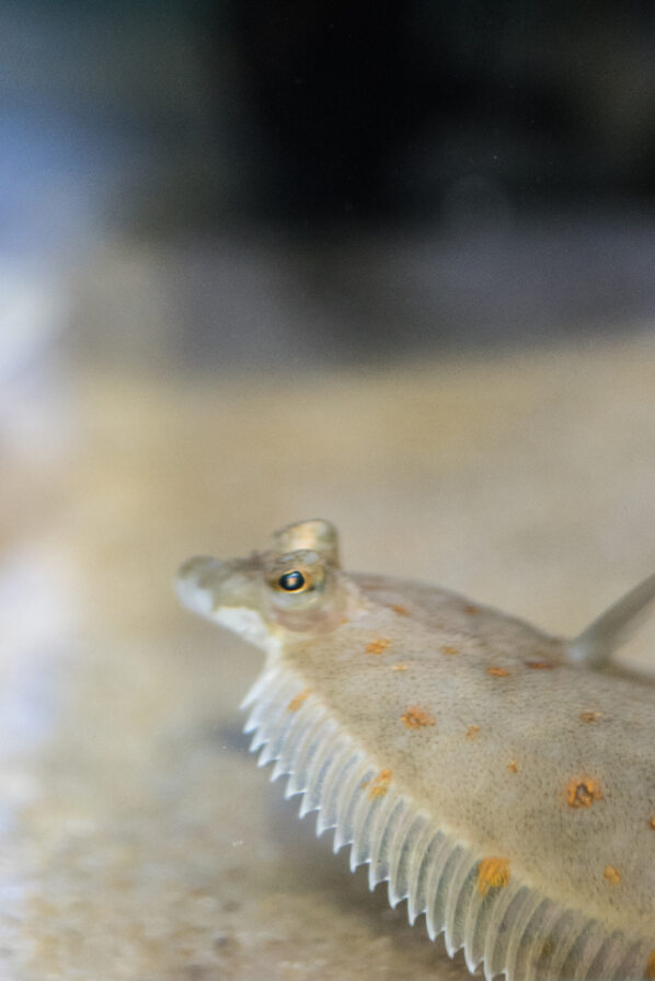 angleseyseazoo's tweet photo. Here are just some of the creatures at the Zoo! Be sure to come by in February when we reopen fully!

What are some of your favourite underwater creatures? https://t.co/dW0lF9588f