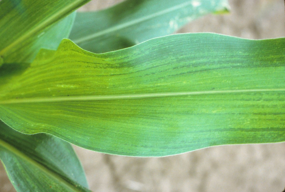 CropNetwork's tweet photo. "...results indicate that while most commercial hybrids are resistant to [Maize dwarf mosaic virus] ...additional... resistance genes are needed to manage [Sugarcane mosaic virus] induced [maize dwarf mosaic]."

From the @PlantDiseaseJ article https://t.co/rUAqtFXS2A from @USDA_ARS scientists Mark Jones and Erik Ohlson. 

@OSU_HortCropSci @OSUPlantPath @CFAES_OSU @USDA @NationalCorn @ohioagriculture @cropstressOSU #agtwitter #corn #Virus
