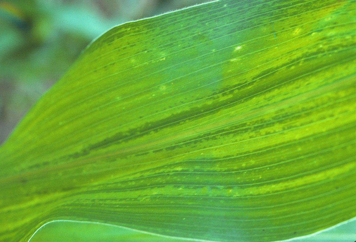 CropNetwork's tweet photo. "...results indicate that while most commercial hybrids are resistant to [Maize dwarf mosaic virus] ...additional... resistance genes are needed to manage [Sugarcane mosaic virus] induced [maize dwarf mosaic]."

From the @PlantDiseaseJ article https://t.co/rUAqtFXS2A from @USDA_ARS scientists Mark Jones and Erik Ohlson. 

@OSU_HortCropSci @OSUPlantPath @CFAES_OSU @USDA @NationalCorn @ohioagriculture @cropstressOSU #agtwitter #corn #Virus