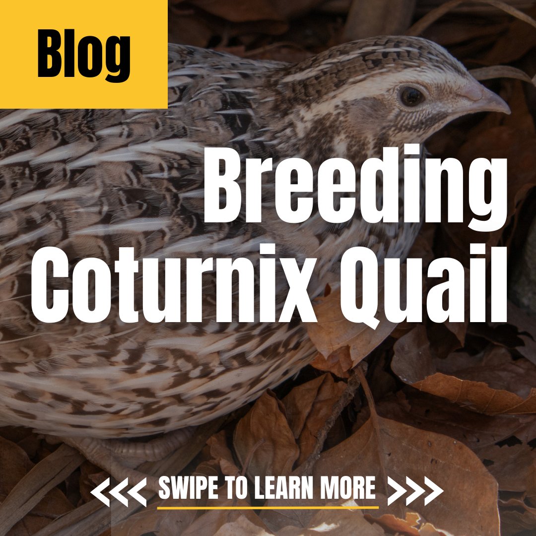 HatchingTime's tweet photo. New blog time! In this article Aryeh breaks down how to properly Breed Coturnix Quail!๐ฅ
View the full article -> https://t.co/zgrvWAnqKM
#HatchingTime #QuailLife #CoturnixCraze https://t.co/tJZnXnedxa