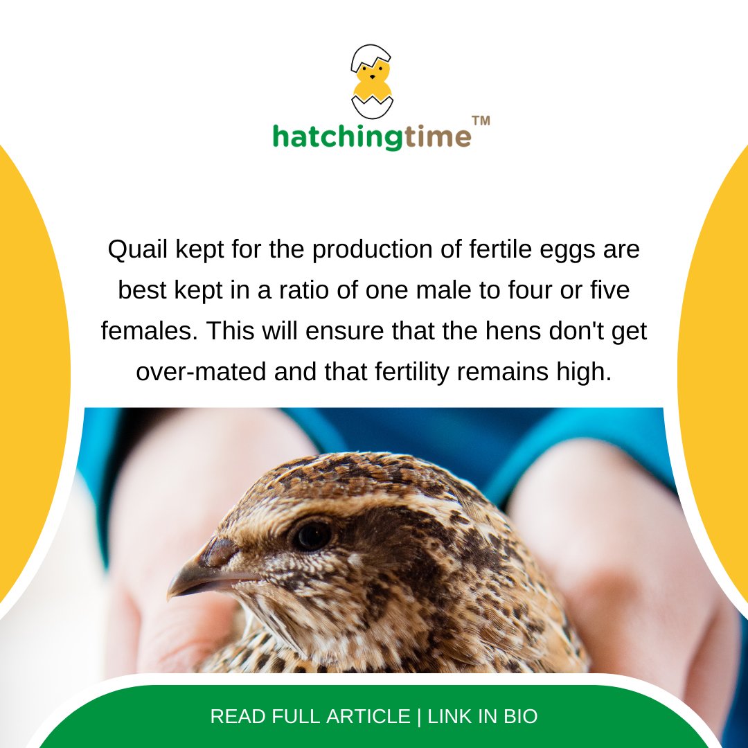HatchingTime's tweet photo. New blog time! In this article Aryeh breaks down how to properly Breed Coturnix Quail!๐ฅ
View the full article -> https://t.co/zgrvWAnqKM
#HatchingTime #QuailLife #CoturnixCraze https://t.co/tJZnXnedxa