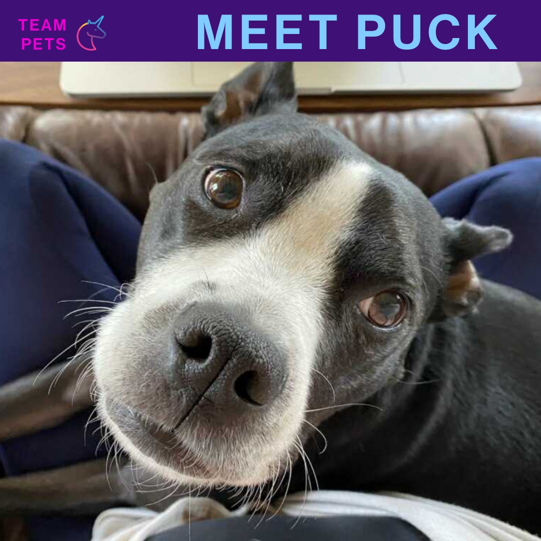 🐾 Meet Puck, the avid explorer and treat enthusiast! 🐾 Nichole's lovable canine enjoys walks, cuddles, and playtime. He excels in communication, expressing his desires with adorable whines and grumbles. Puck's signature expression melts hearts. 💜 
#TeamMythic #TeamPets
