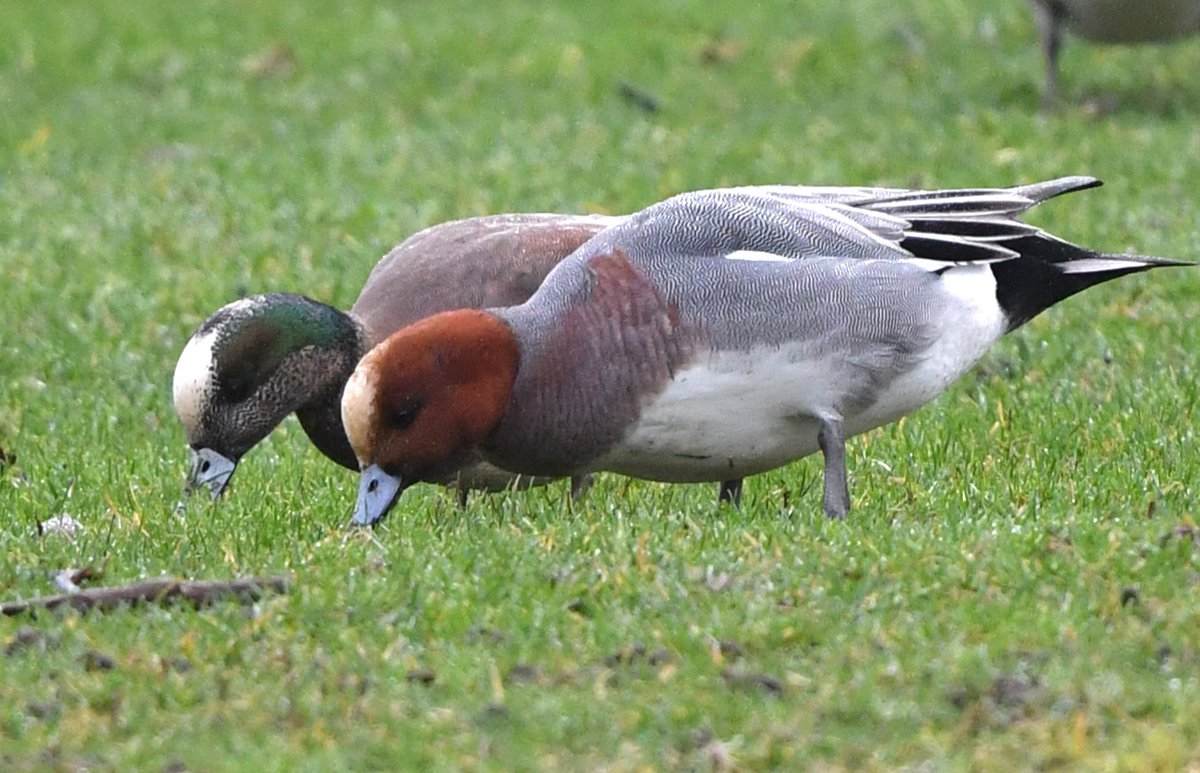 Jeremy Cohen, PhD tweet media