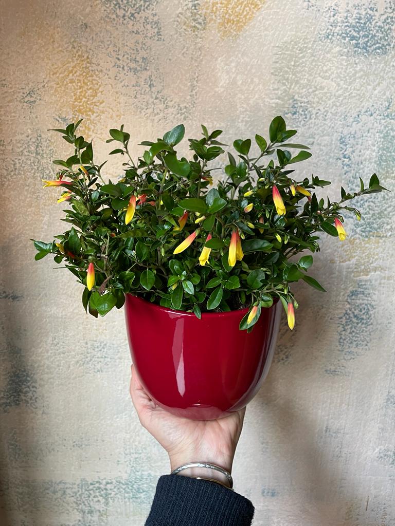 La Jacobinia pauciflora si coltiva in casa e fiorisce da marzo fino ai primi freddi in ottobre. Vieni a trovarci per scegliere la tua oppure contattaci per una consegna a domicilio a Milano!
capoverde.com/fiori-piante/c…
#capoverdemilano #Jacobiniapauciflora #Justiciafloribunda