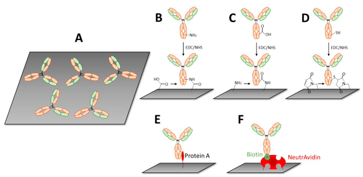 Biosensors_MDPI's tweet image. #Review
Advances in Electrochemical and Acoustic Aptamer-Based Biosensors and Immunosensors in Diagnostics of Leukemia by Tibor Hianik
doi.org/10.3390/bios11…

@MDPIOpenAccess @ChemMatSci_MDPI @ComeniusUni
#immunosensors #electrochemicaldetection #openaccess