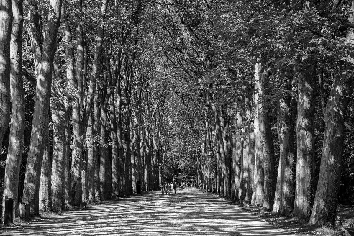 Check out this black and white photo of a tree lined path at the Chateau de Chenonceau in the Loire Valley of France. 1-stuart-litoff.pixels.com/featured/chate… #blackandwhitephotography #blackandwhitephoto #shadow #sunlight #sunlit #trees #path #walkway #france #loirevalley