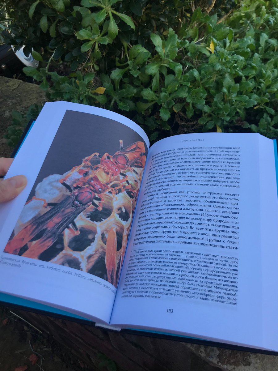 WaspWoman's tweet image. Friday treats! I finally get my copy of the #Russian translation of #EndlessForms!
Title: &quot;Secrets of the wasp&apos;s nest. The Bizarre World of the Most Underrated Insects&quot;.
Thanks  to Pavel Volkov for translating, and Azbooka-Atticus for publishing.  azbooka.ru/books/tayny-os… @zcosini