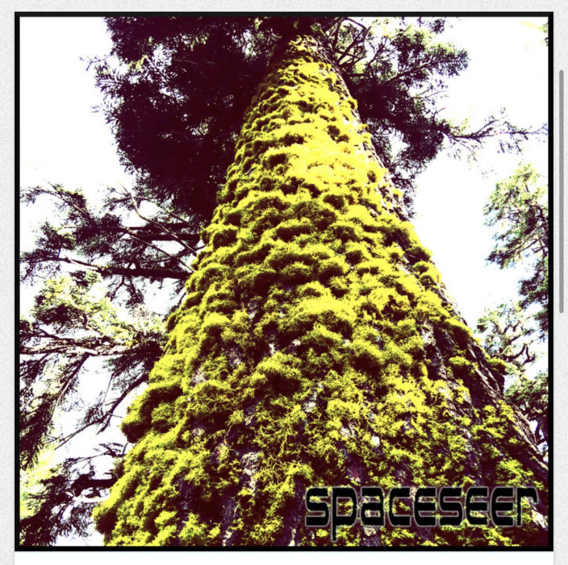 🌲 Towers of the Moss 🌲
has arrived on #bandcamp!
.
spaceseer.bandcamp.com/album/towers-o…
.
.
#berlinschool #moog #sounds #electronica #electronicmusic #synth #doomsynth #darkambient #dungeonsynth #jamuary #trees #moss #liverecording