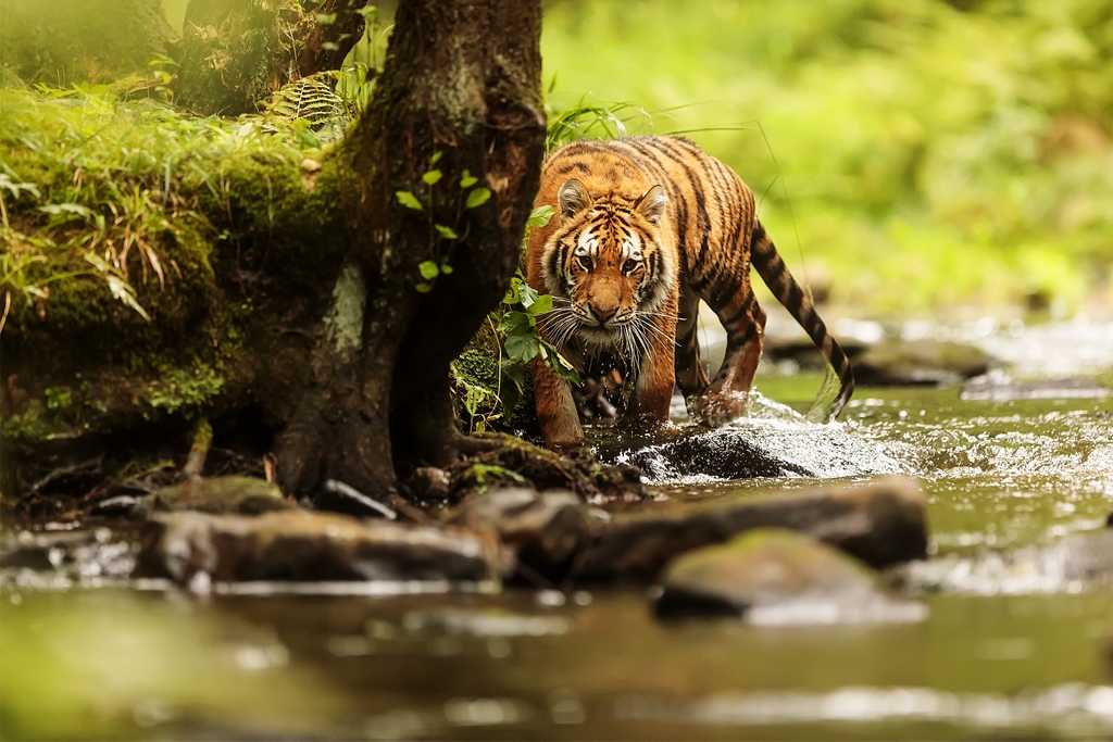 MyStart_com's tweet photo. The jungle echoes with the sound of a fierce showdown, as these majestic beasts clash for the ultimate title of supremacy. Brace yourselves for a wild ride as we witness nature's clash of titans: Tiger vs Lion. Who will claim the throne? 🐅🦁
👉️ https://t.co/BCbkbjimyR https://t.co/zedvBwx1cJ