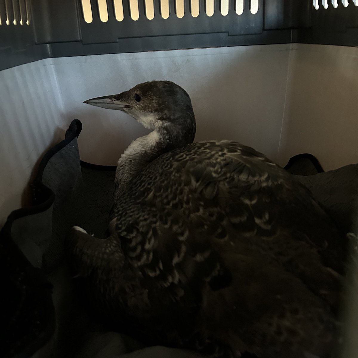 Alex Masterman tweet media