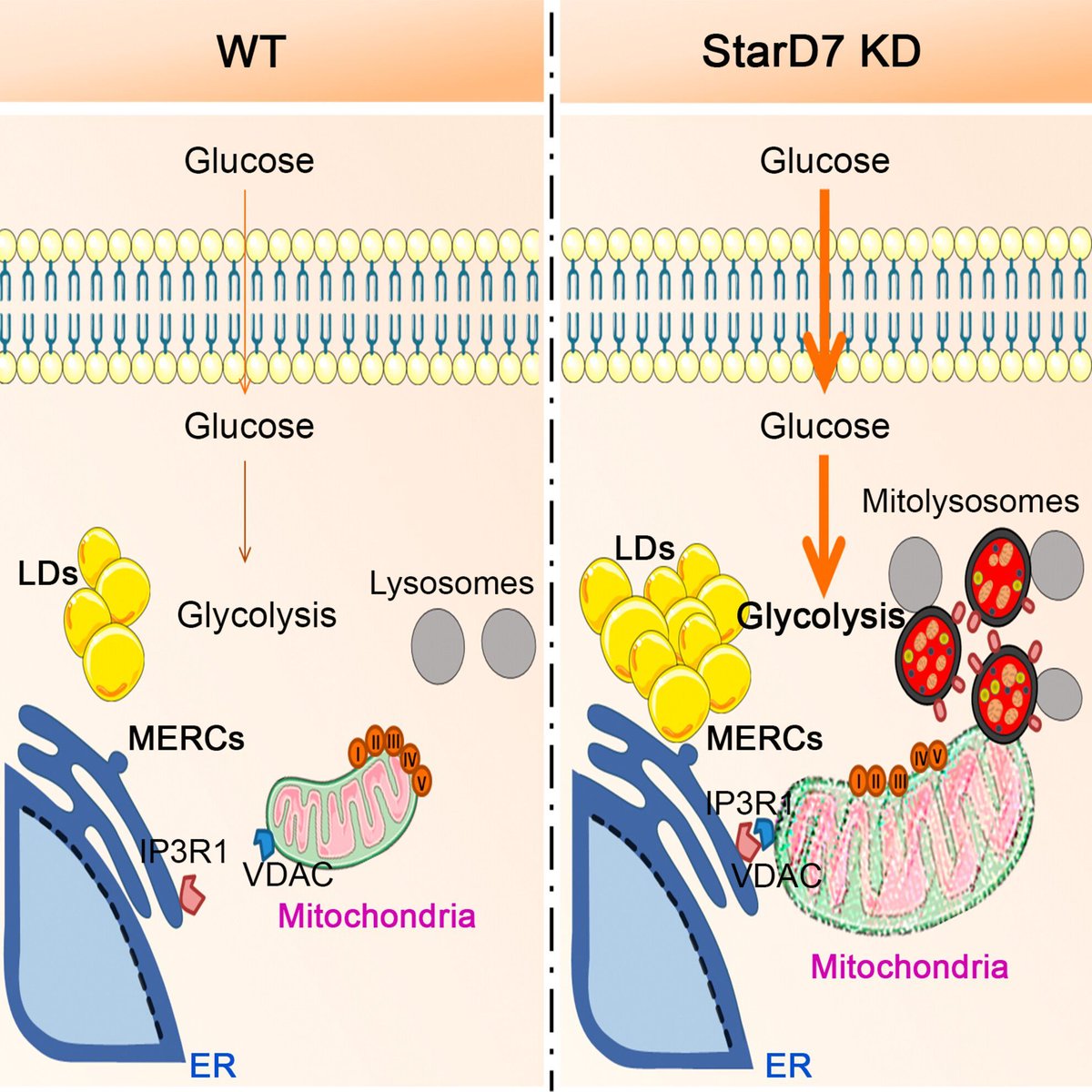 The FEBS Journal (@febsjournal) on Twitter photo ✨Original Article✨
⭐StarD7 deficiency switches on #glycolysis & promotes #mitophagy flux in C2C12 myoblasts⭐
✍️By Genti-Raimondi, Zorzano et al <a href="/unc_cordoba/">UNC</a> <a href="/CONICETDialoga/">CONICET Dialoga</a> <a href="/CIBICI_UNC/">CIBICI</a> <a href="/idibgi/">IDIBGI Institut d'Investigació Biomèdica de Girona</a> @ciberdem <a href="/IRBBarcelona/">IRB Barcelona</a> <a href="/UniBarcelona/">Universitat de Barcelona</a>
➡️buff.ly/3vJVle5
#lipiddroplet ✨Original Article✨
⭐StarD7 deficiency switches on #glycolysis & promotes #mitophagy flux in C2C12 myoblasts⭐
✍️By Genti-Raimondi, Zorzano et al <a href="/unc_cordoba/">UNC</a> <a href="/CONICETDialoga/">CONICET Dialoga</a> <a href="/CIBICI_UNC/">CIBICI</a> <a href="/idibgi/">IDIBGI Institut d'Investigació Biomèdica de Girona</a> @ciberdem <a href="/IRBBarcelona/">IRB Barcelona</a> <a href="/UniBarcelona/">Universitat de Barcelona</a>
➡️buff.ly/3vJVle5
#lipiddroplet