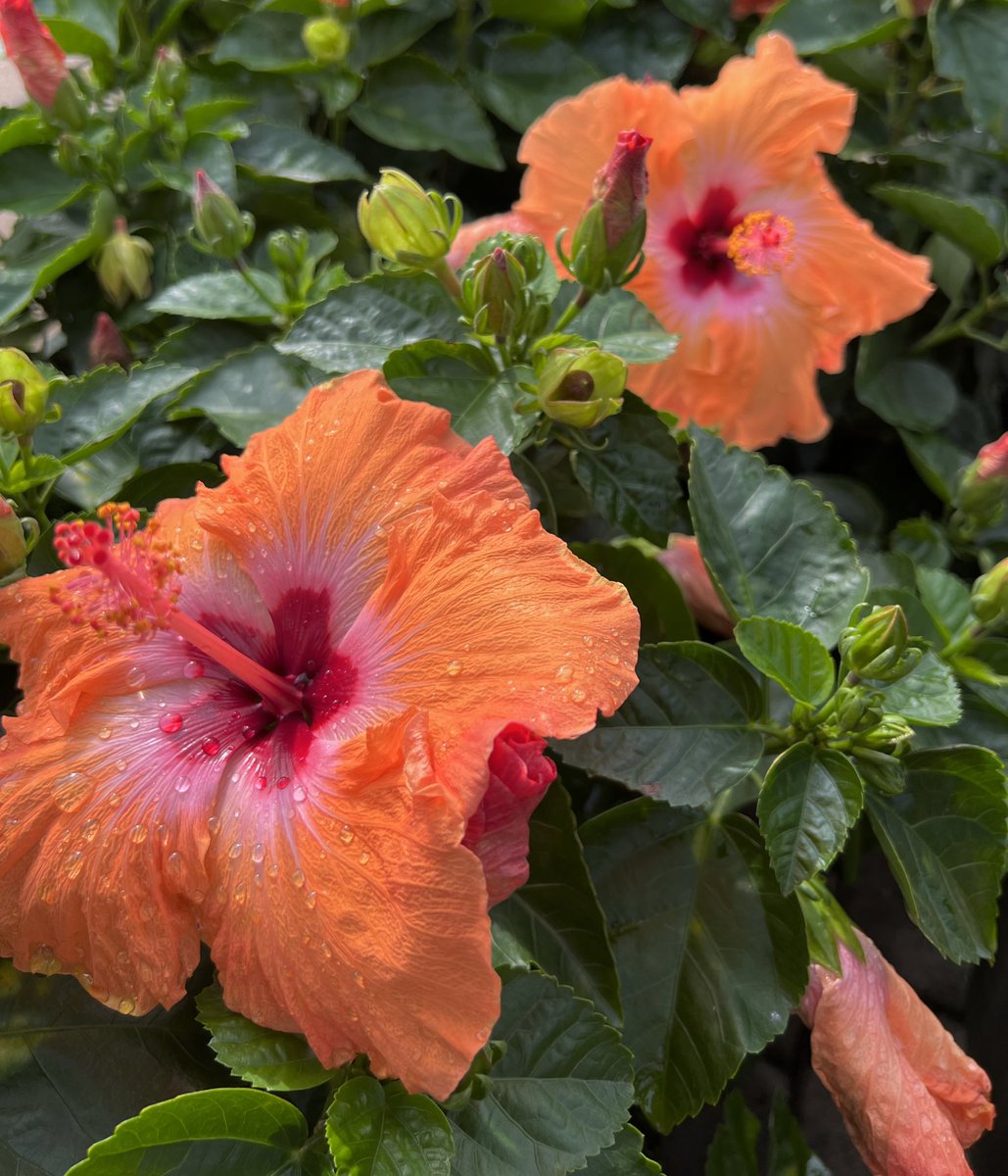 Jhanakaruna's tweet photo. hibiscus has my heart https://t.co/UxD7aXHUde