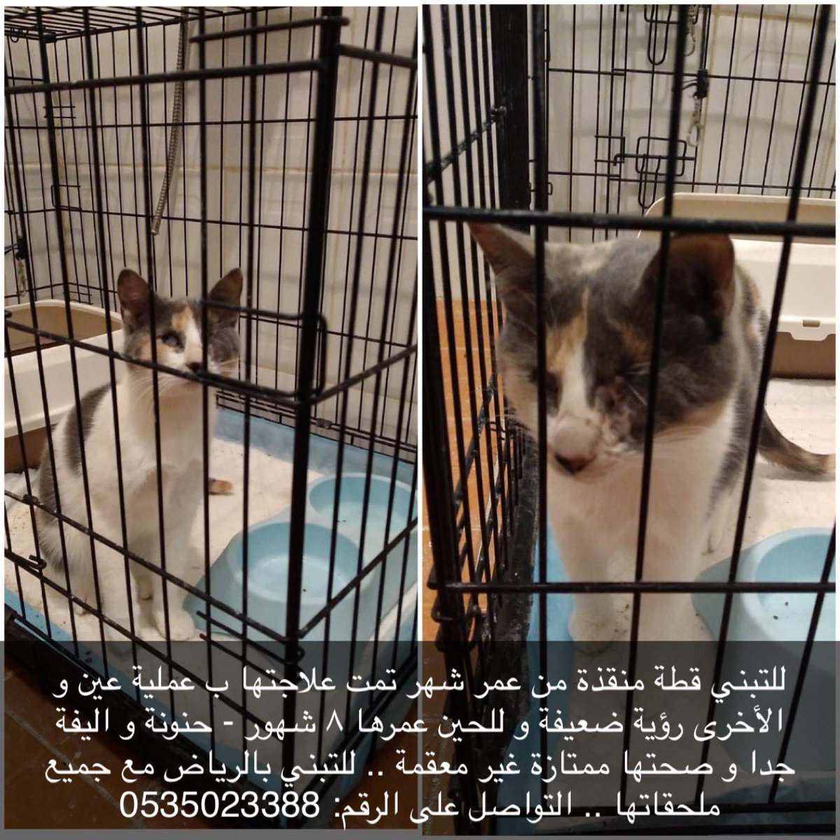 ayahkhalid1's tweet photo. @OpenPaws @Catslady82_ @hano_aldarwish @catcat11221122 @soft0paws @sos_cat_sa @refq_ksa @Rahmah_ksa @RiyadhAnimals https://t.co/DpxX7D90ou