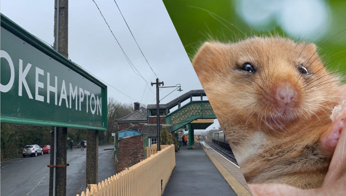 🐭 Endangered dormice have new homes thanks to our agreement to lease seven acres of unplanted grassland from Okehampton United Charities.

This creates habitats in two fields next to the Dartmoor Line to Exeter:

👉 networkrailmediacentre.co.uk/news/endangere…

#Dormice #Charities <a href="/networkrailwest/">Network Rail Western</a>