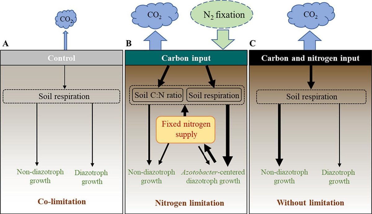 ykuzyakov's tweet photo. NEW in @STOTEN_journal 💥
Intensive N2 fixation accelerates microbial turnover in cropland #soils
https://t.co/2XqJgoI6Pp

#SoilOrganicMatter #primingeffect #microbialbiomass #nitrogen #CO2 #soilbacteria #soilfungi
#15N #isotopes https://t.co/6T08Xsm8bQ