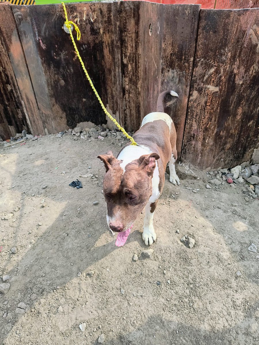 FundacionToby's tweet photo. Este pequeño que usaban para pelea fue encontrado y resguardaeo por Aby, el problema es que lo tiene resguardado en un predio en construcción y pues el necesita algo mejor que estar amarrado ahí donde también corre peligro 🥺 un punto importante para mencionar es que a causa del sparring el pequeño no se lleva con otros perritos 😔 con humanos es un buen chico y por eso su familia ideal sería para que esté el solito 🙏💜 por favor ayuden a compartirlo para que salga hogar temporal o definitivo