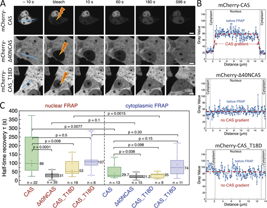 JCellBiol's tweet image. Mechanism of exportin retention in the cell nucleus. A new study by Larisa Kapinos, Roderick Lim, et al. @biozentrum on a mechanism enriches nuclear transport receptors in the #nucleus to export essential cargoes out of it hubs.la/Q02h1SRd0 
#trafficking #proteinhomeostasis