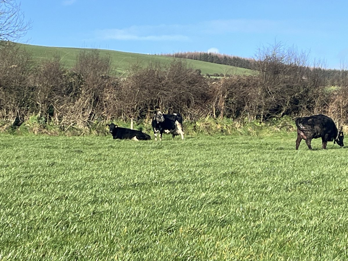 Teagasc Kilkenny/Waterford (@teagasckkwd) on Twitter photo Great dry morning for doing an opening farm cover with <a href="/tommurphy12345/">Tom Murphy</a> today. The farm opened with
➡️AFC 1335kgs DM/ha
➡️last measure was 26th Nov
➡️winter growth rate 10kgs DM/ha
➡️todays soil temp was 6.1 °C
➡️cows out to grass🐄
➡️Spring grass budget done & SRP ✅ Great dry morning for doing an opening farm cover with <a href="/tommurphy12345/">Tom Murphy</a> today. The farm opened with
➡️AFC 1335kgs DM/ha
➡️last measure was 26th Nov
➡️winter growth rate 10kgs DM/ha
➡️todays soil temp was 6.1 °C
➡️cows out to grass🐄
➡️Spring grass budget done & SRP ✅