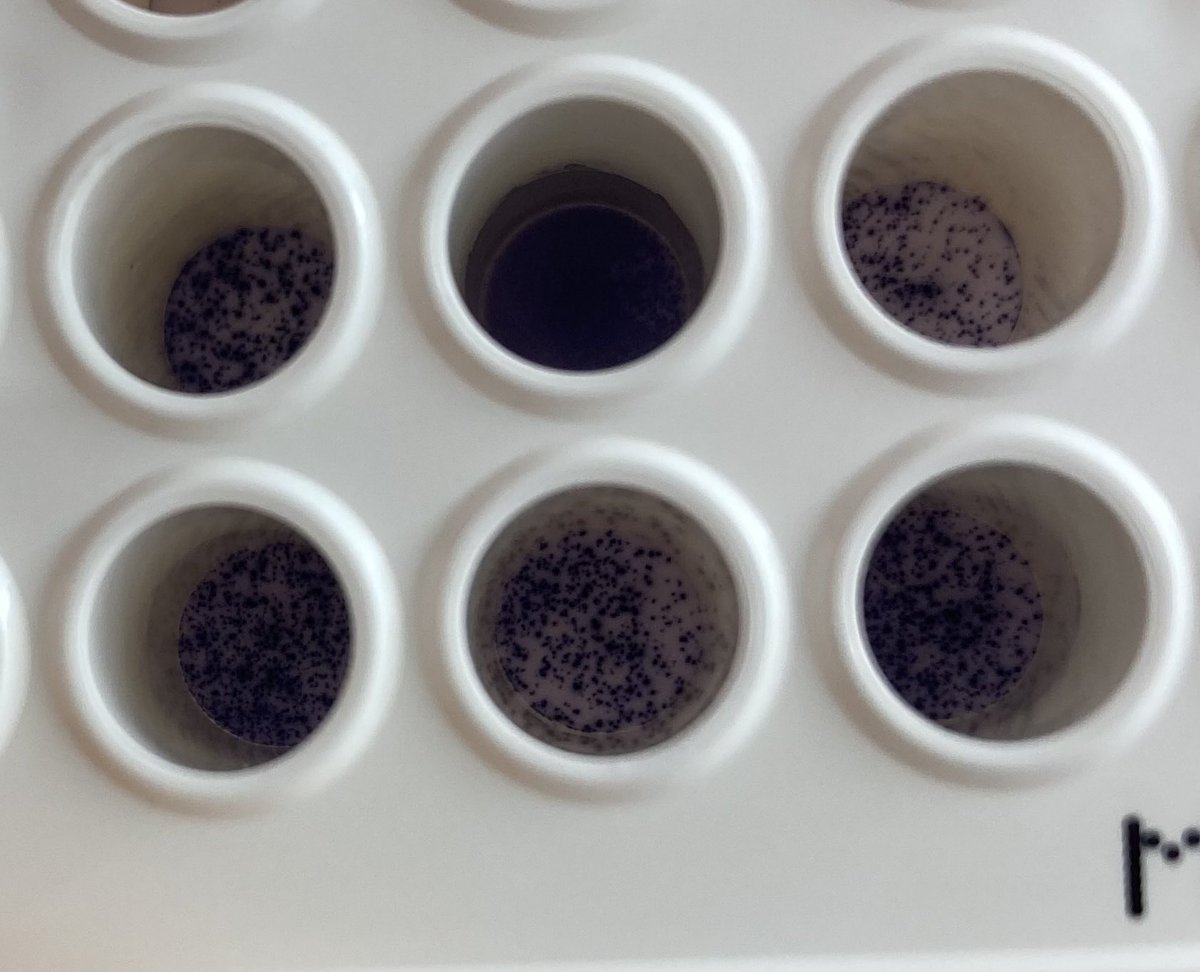 This makes my day. You’re looking at very very good T cell activation… Congrats Team! ⁦<a href="/IcahnMountSinai/">Icahn School of Medicine at Mount Sinai</a>⁩ ⁦<a href="/GradSchoolSinai/">Grad School at Icahn Mount Sinai</a>⁩