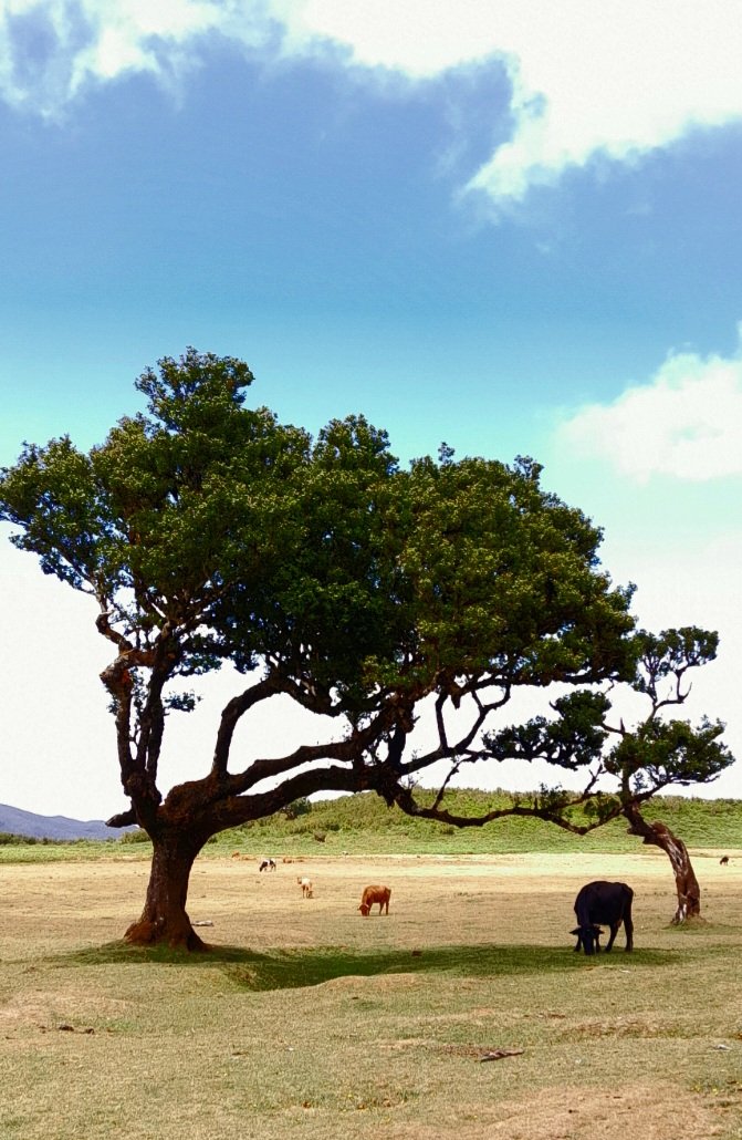 Madeira Tree, summer 2023 🍌🍍
#traveltips 
#tree #TreeClub #TreeOfHope 
#naturelovers #NaturePhotograhpy #IslandSanctuary 🌳