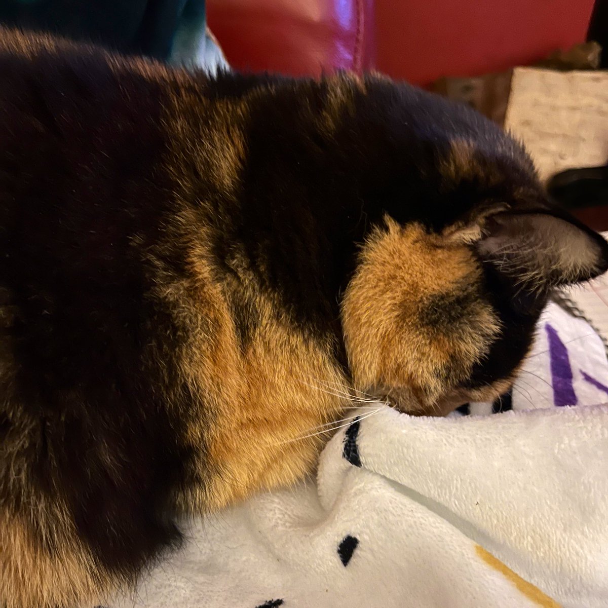 EeviesHouse's tweet photo. Toadal’flaaad
#CalicoCrew #FlatCatFriday https://t.co/SHcmrKI3jg
