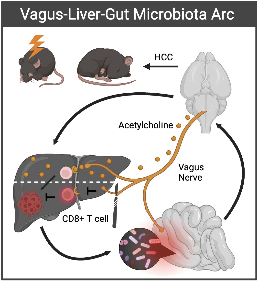 Excited to share our @BioRxiv preprint 👩‍🔬, “The Gut Microbiome Controls Liver Tumors via the Vagus Nerve” from @TimGreten @NCIResearchCtr. 🧵
#neuroimmune #HCC #microbiome #CancerResearch
