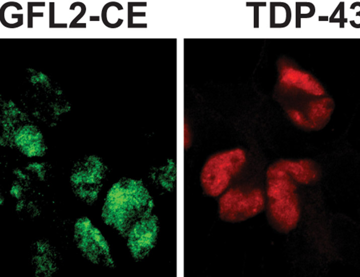 A team at <a href="/NIH_NINDS/">NINDS</a> finds loss of the protein TDP-43—a hallmark of #ALS and #frontotemporaldementia—leads to expression of de novo proteins from mis-spliced transcripts, providing a potential disease mechanism. <a href="/SahbaSeddighi/">Sahba Seddighi</a> <a href="/Michael_E_Ward_/">M W</a> <a href="/FrattaLab/">FrattaLab</a> scim.ag/5Fv