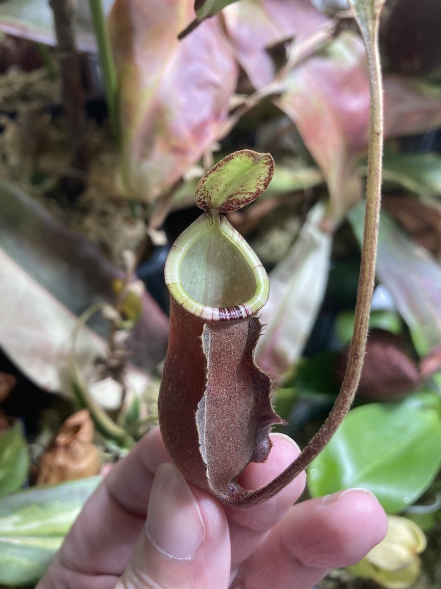 NEWamp2's tweet image. リップの色彩がとてもいい…