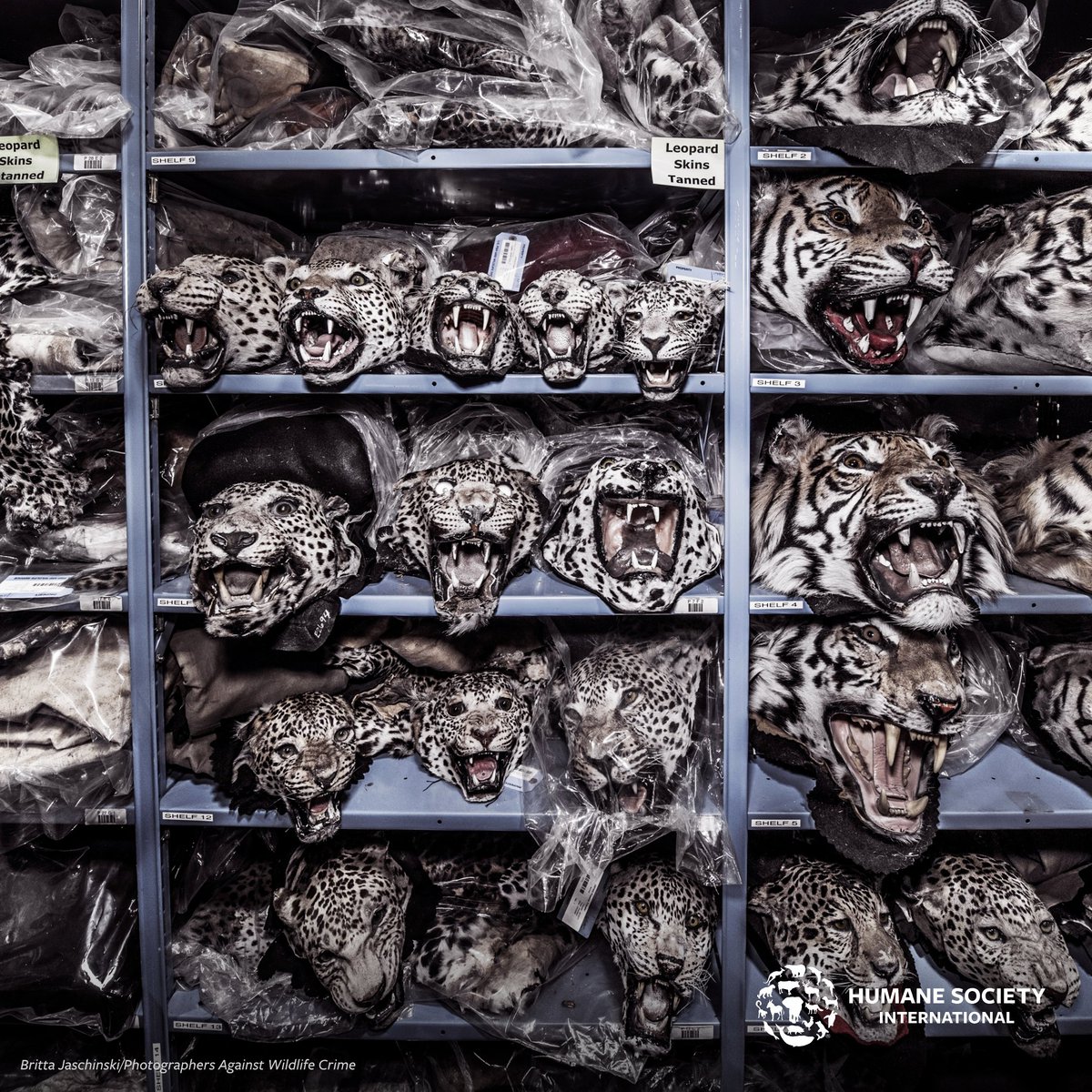 humaneworldnews's tweet photo. ‼️ BREAKING ‼️: Belgium's Parliament unanimously bans the import of hunting trophies from many endangered species!

This victory for wildlife conservation shields iconic animals like lions and rhinos, marking a historic step after years of collaboration between @HSIEurope and the Belgian government to gain support.

Read More: https://t.co/Ev6Nv7xXlB
